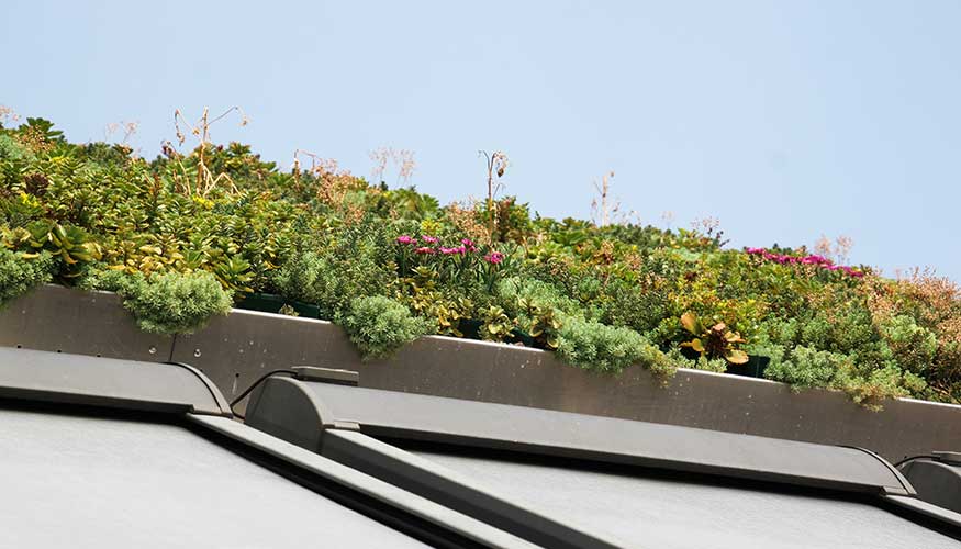 Detalle de la cubierta verde GreenRoof de Isopan, combinada con las ventanas de tejado Velux. Foto: Marco Bossi