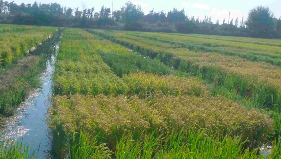 El prximo paso es poner las variedades a disposicin de los mejoradores para que puedan estar disponibles para los productores de arroz en 2022...