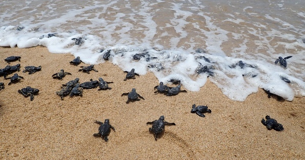 Jovens tartarugas marinhas deslocam-se em direo ao mar depois de eclodirem