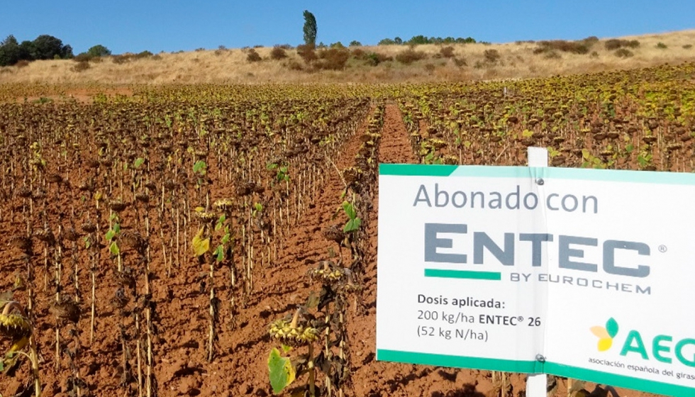 Foto 3. Ensayo con abono ENTEC en cultivo de girasol