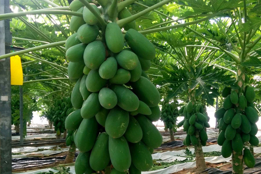 Mayor rendimiento en el cultivo de papaya gracias a novedosas técnicas -  Horticultura