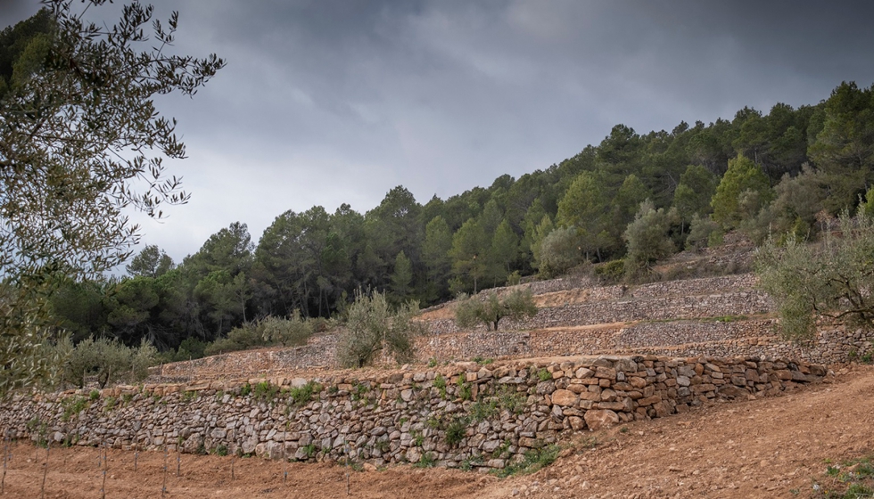 Torres est plantando cepas en antiguos bancales sobre mrgenes de piedra seca