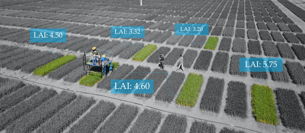Foto 1. Plataforma para fenotipado de trigo desarrollada en la ETSIA (Universidad de Sevilla)
