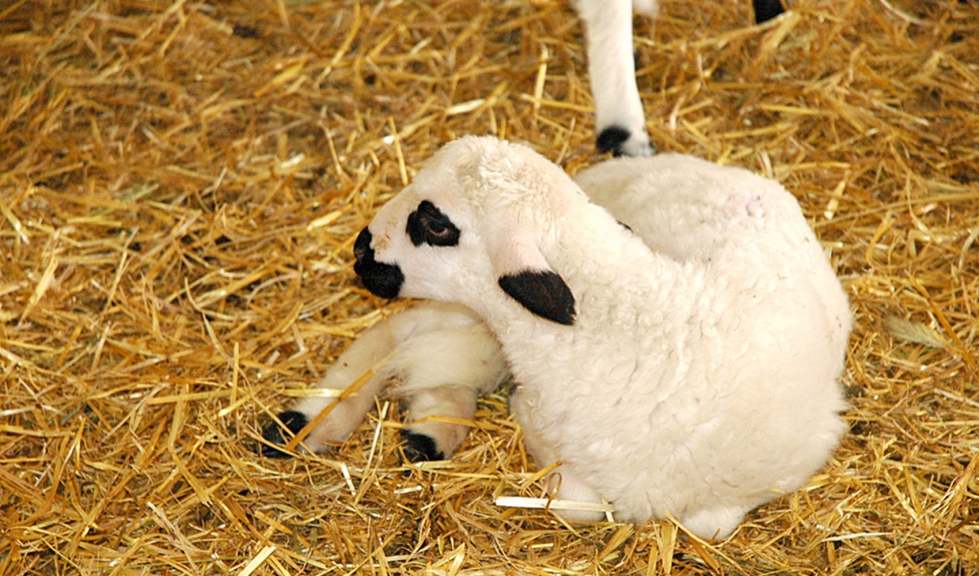 Un lechazo de raza Churra en una explotacin ovina