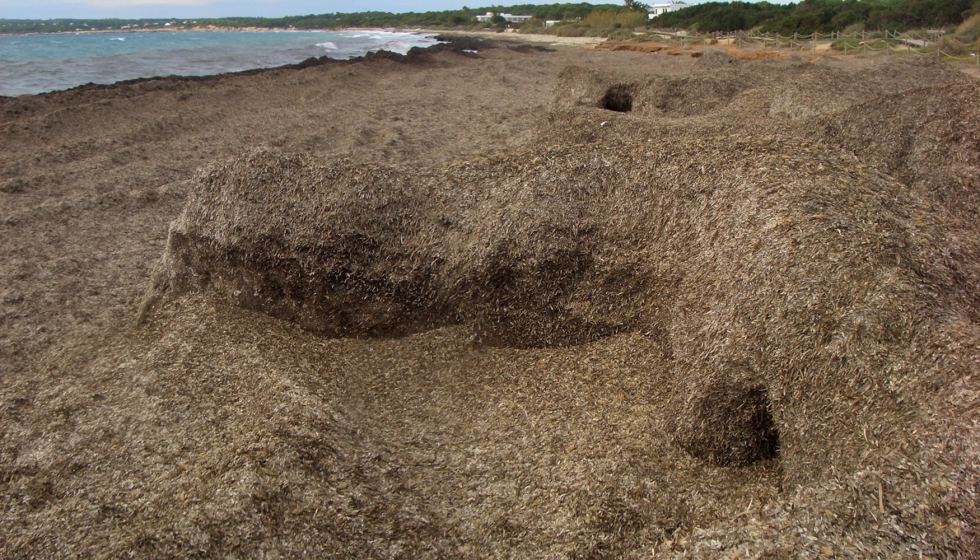 Posidonia ocenica en las playas de Formentera