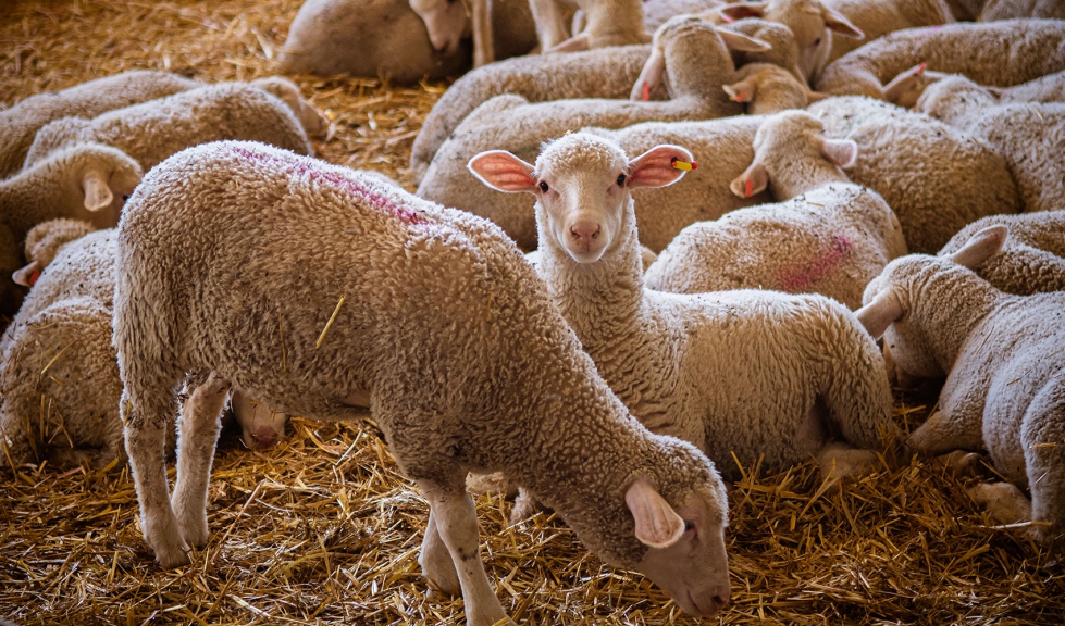 Covap desarrolla una estrategia para asegurar el bienestar animal de los corderos