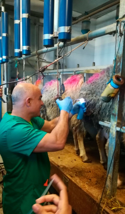 Luis Ernesto Reyes utiliza el nuevo esp�culo para realizar la inseminaci�n artificial en ovejas en orde�o