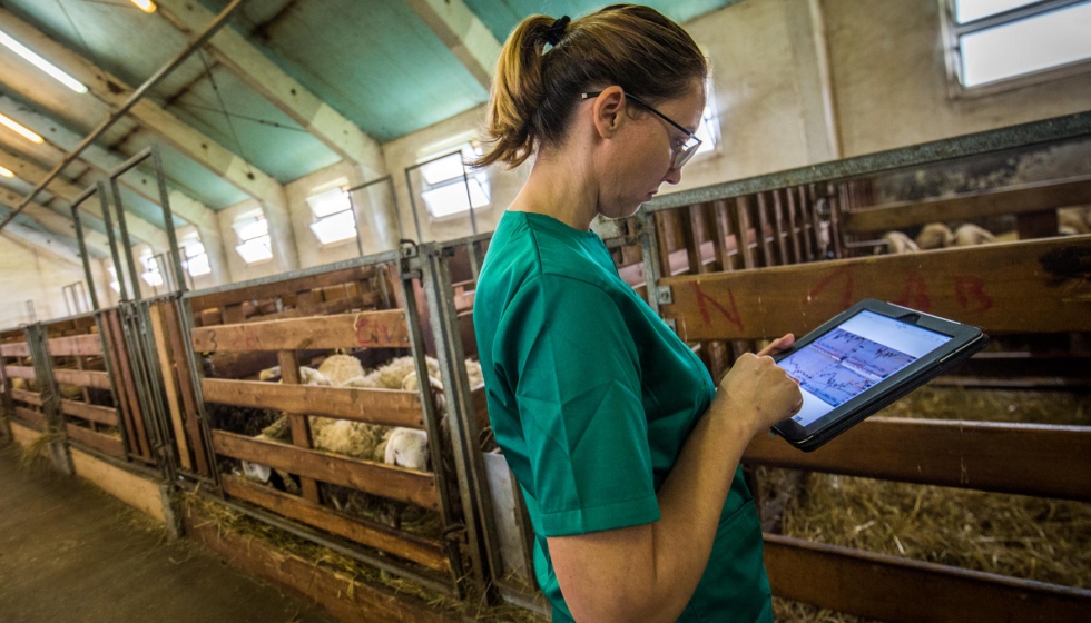 Una veterinaria maneja su tablet en una explotacin de ganado ovino