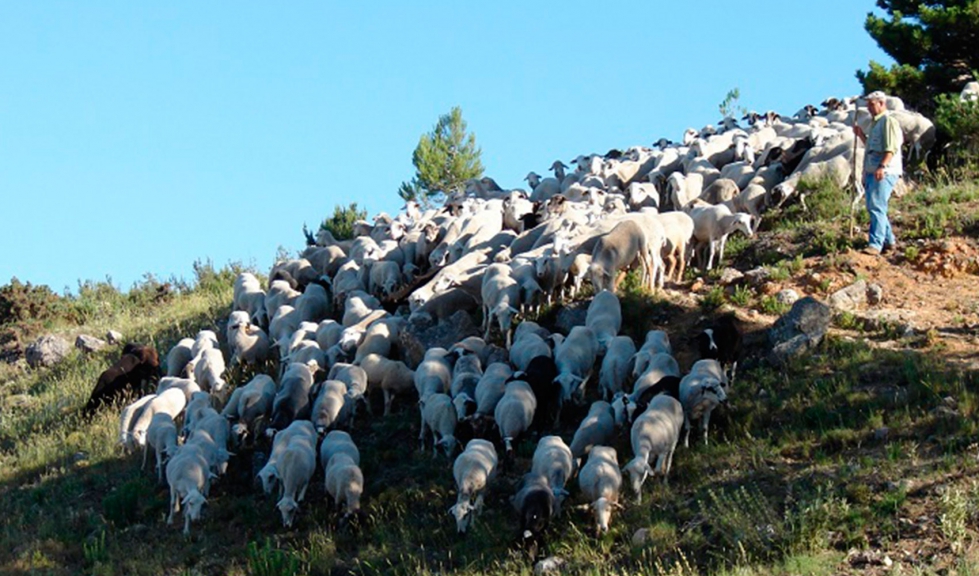 Un pastor conduce un rebao de ovejas
