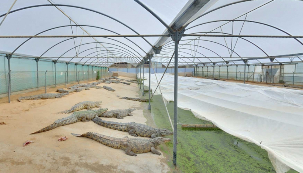 Granja de cocodrilos en invernadero