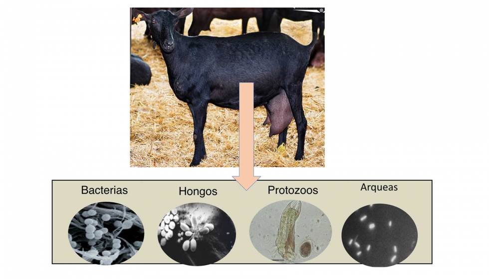 Figura 1. Principales grupos microbianos del rumen