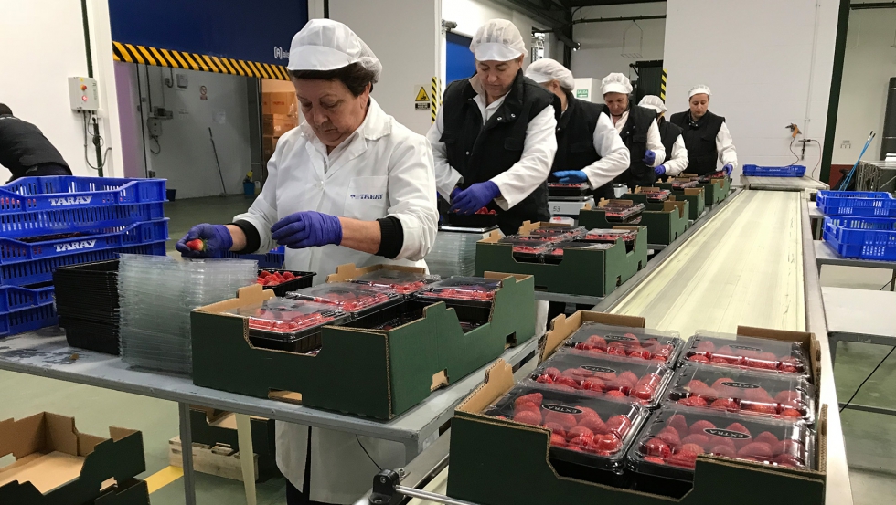 Fresas de Huelva a punto para su distribucin