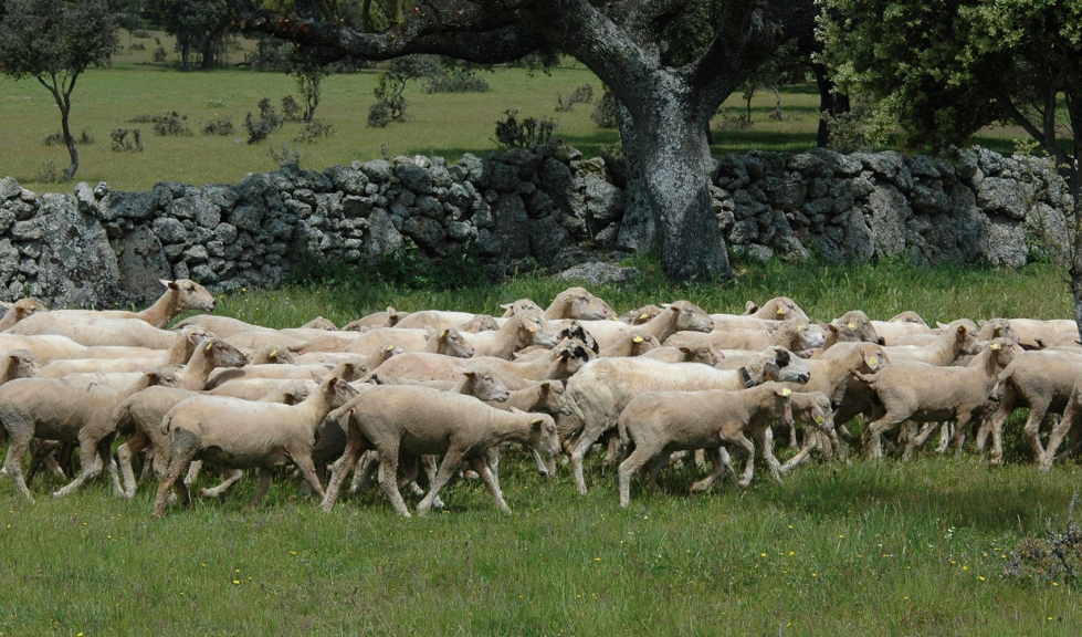 Un rebao de ovinos camina por una zona de dehesa