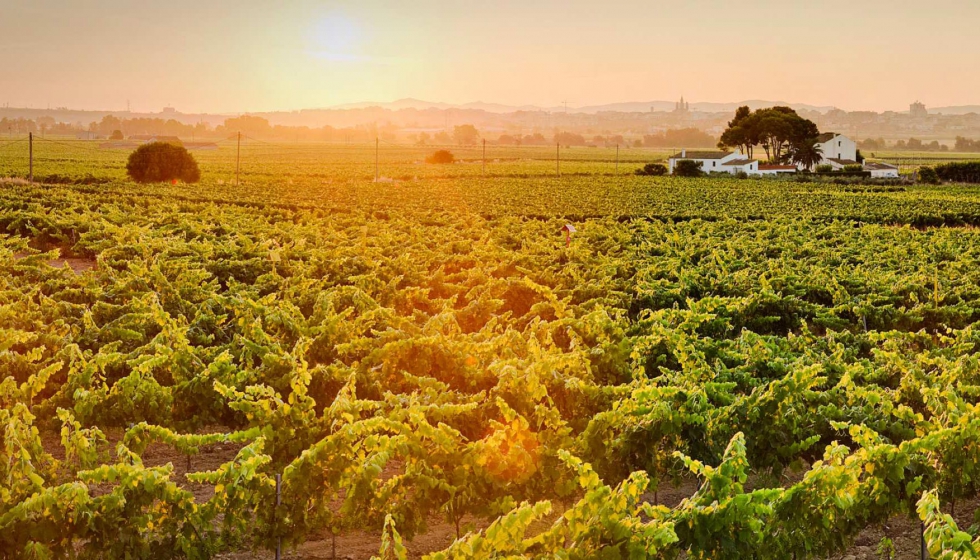 La DO quiere apoyar a bodegas y vitivultores en estas semanas de incertidumbre