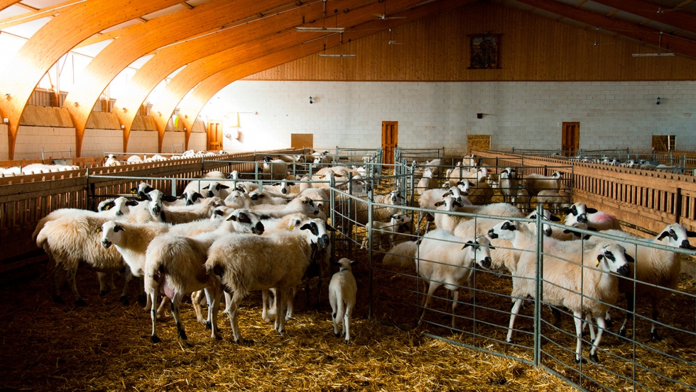 La leche de oveja es uno de los productos con cuyo precio podra estar especulndose