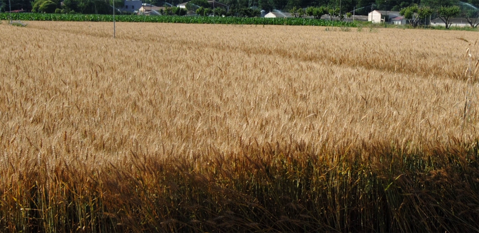 Desde que comenz 2020, el precio del trigo blando ha subido un 3,42% segn los datos facilitados por ACCOE