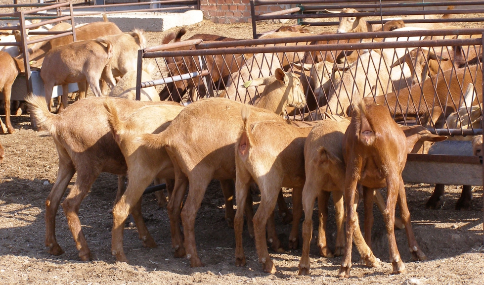 Cabras de raza Malaguea se alimentan en una explotacin