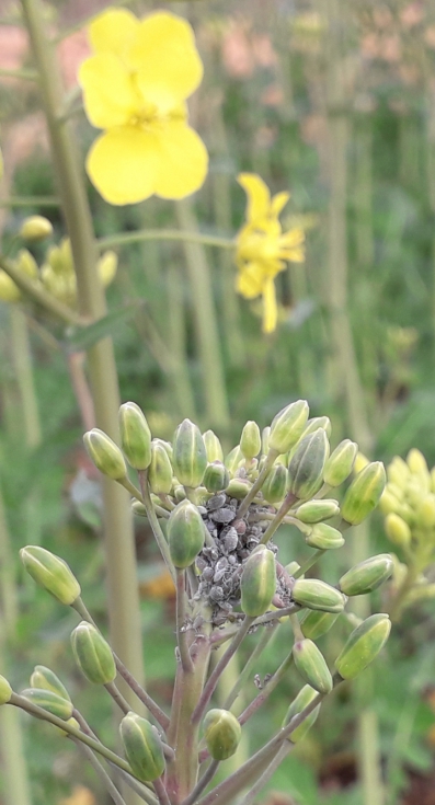 Plaga de pulgn en el cultivo de colza