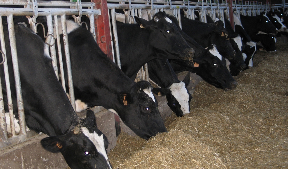 Varias vacas de raza Frisona en una explotacin