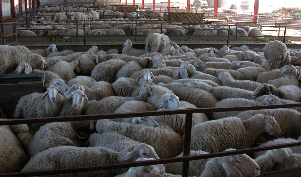 Grupo de ovejas en una explotacin ganadera