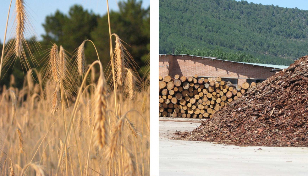 Ejemplo de biomasa natural: cultivos energticos y residuos forestales