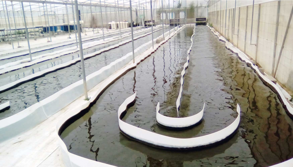 Cultivo de microalgas en aguas residuales