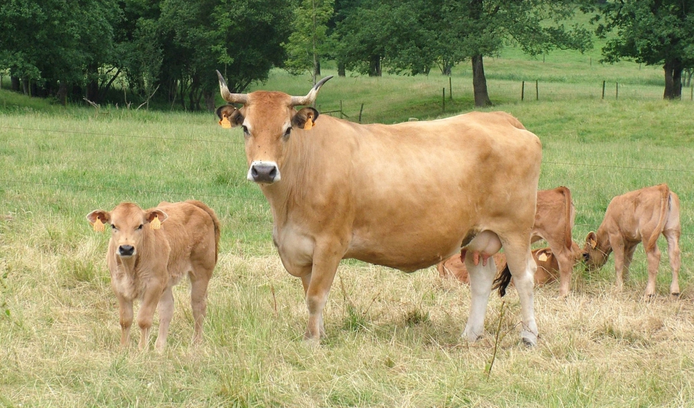 Una vaca con varios terneros de la raza Asturiana de los Valles