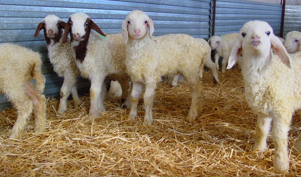 Varios corderos en una explotacin ganadera de Castilla y Len