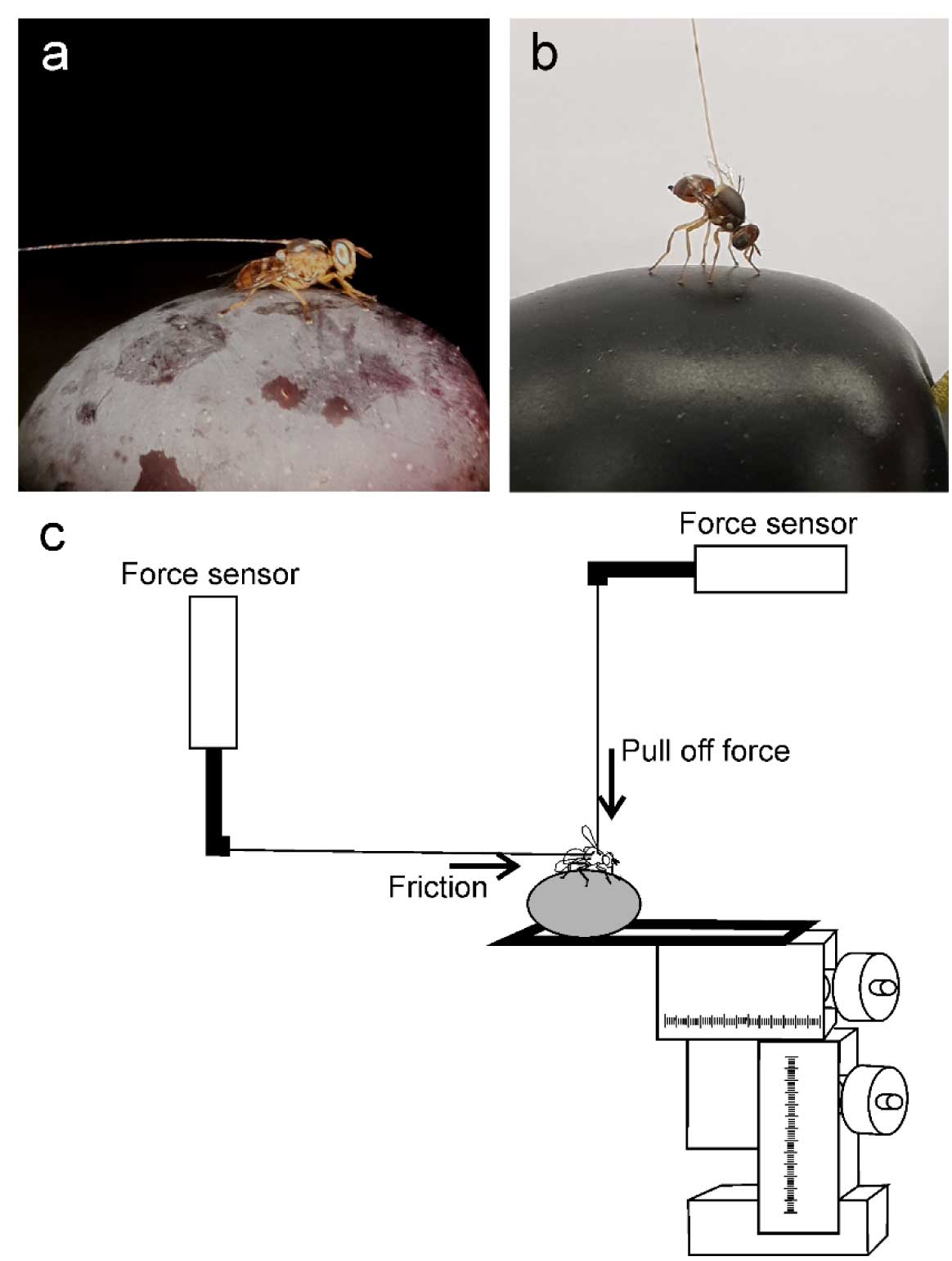 Figura 1. Dispositivos experimentales para probar la adhesin de Bactrocera oleae a frutos de olivo pertenecientes a diferentes variedades...