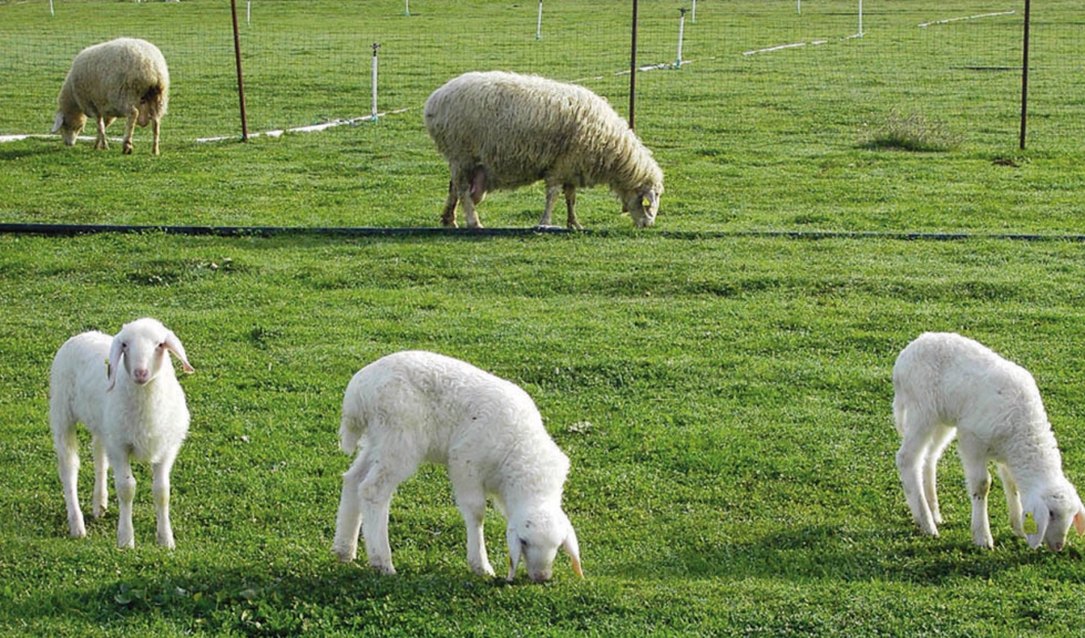 Tres corderos, en primer trmino, pastando en un prado