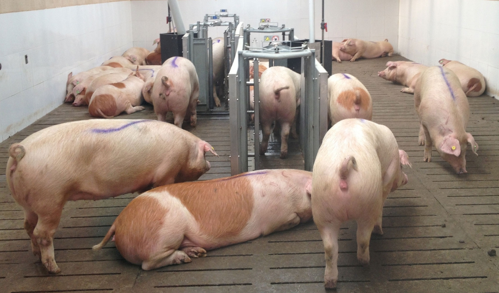 Espaa ya es el primer exportador de porcino del gigante asitico