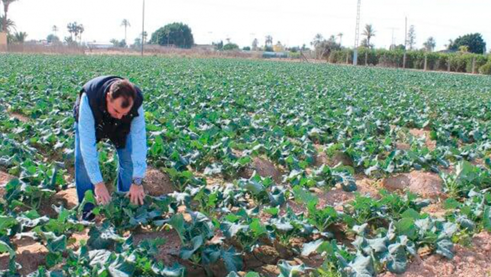 Se necesitan trabajadores eventuales para cubrir tareas inaplazables del sector agrario