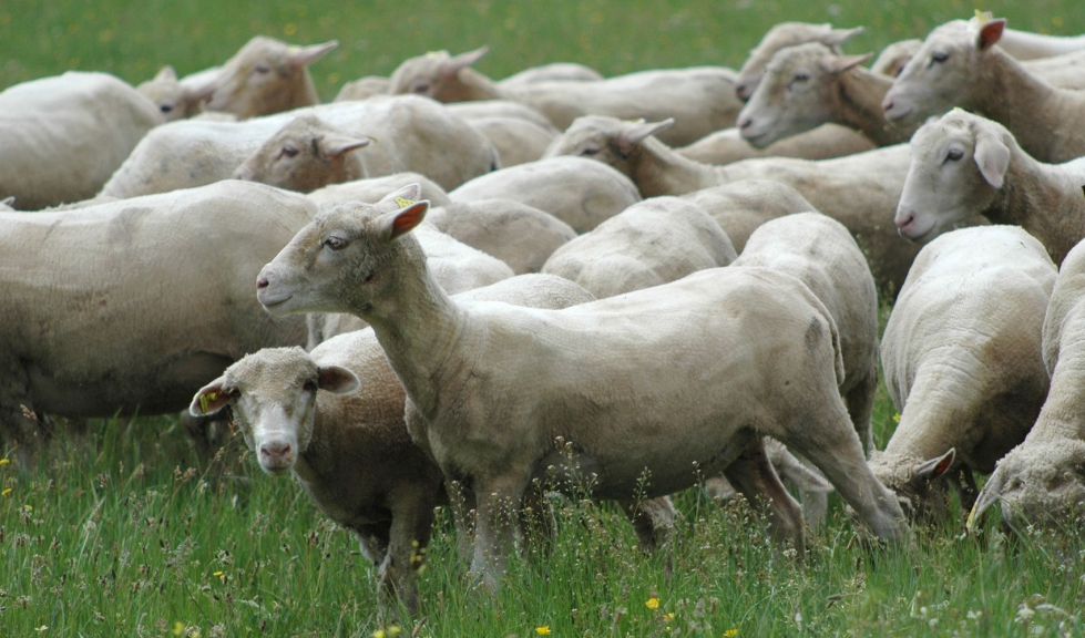 Un rebao de ovino pasta en una zona de dehesa
