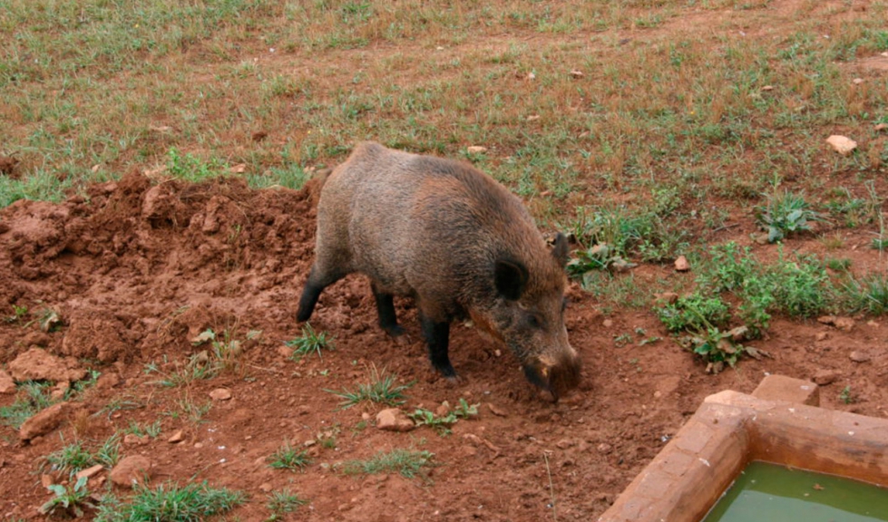 Los jabales tienen un papel de reservorio en la Peste Porcina Africana