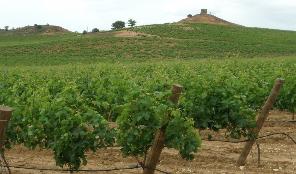 Viedo en espaldera en la DO Ribera del Duero