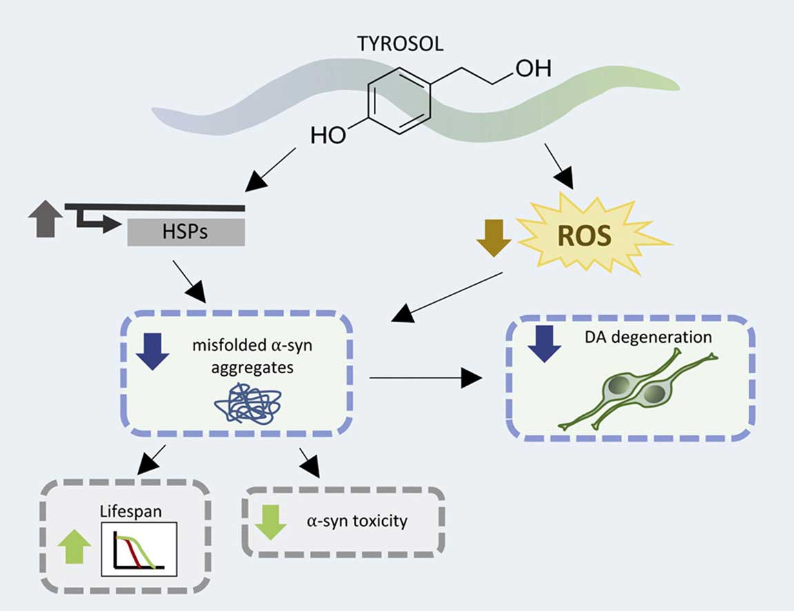 Esquema de la influencia del tirosol en la protena α-sinuclena