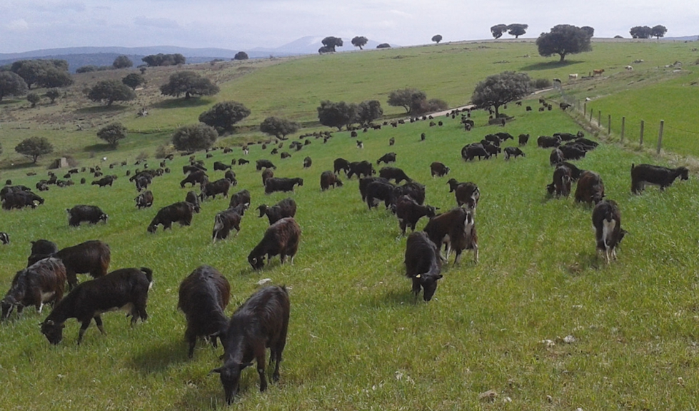 Zona de pastos en arbolado con cercan�a de monta�a