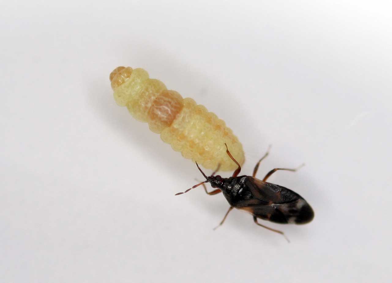 Depredador Anthocoris nemoralis depredando larva de Prays oleae. Fuente: EEZ-CSIC