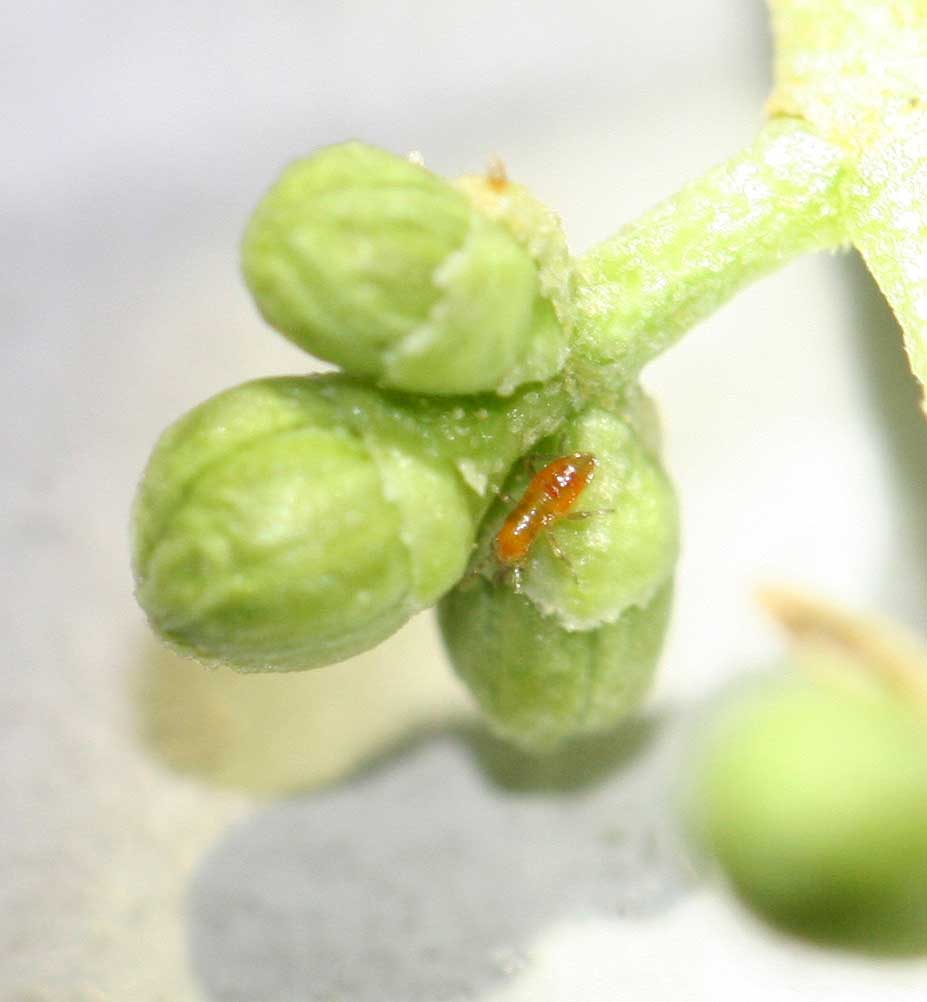 Ninfa de Anthocoris nemoralis buscando presas en botones florales del olivo. Fuente: EEZ CSIC