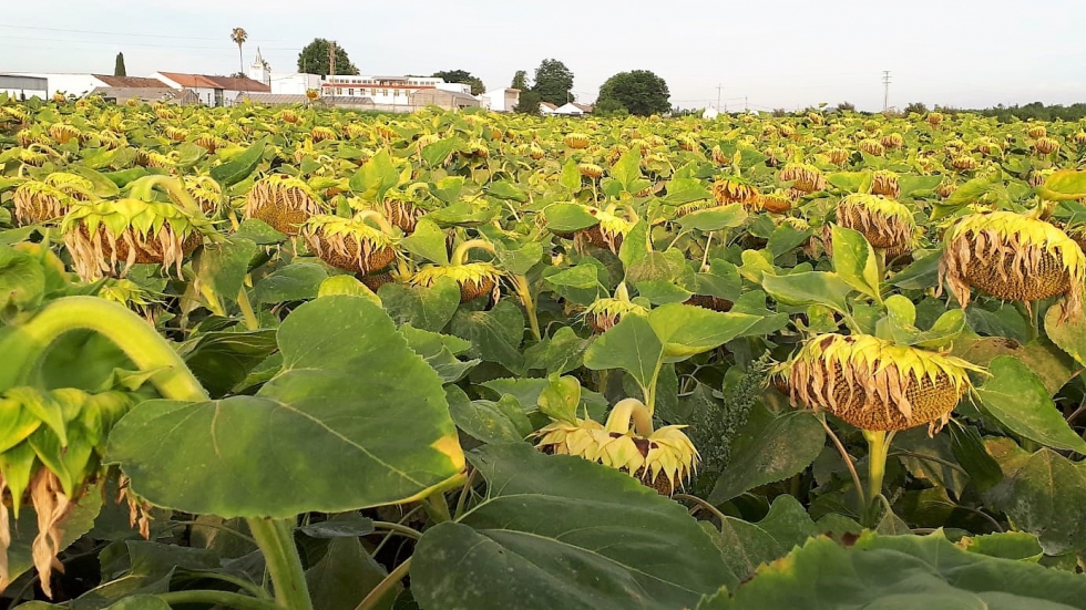 Campo de girasoles del ensayo de la Asociaci�n Espa�ola del Girasol (AEG)