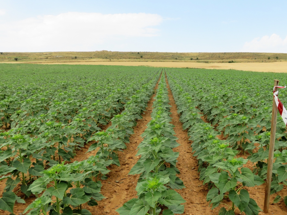 Parcela de ensayo fertilizada con 200 kilos de fertilizante