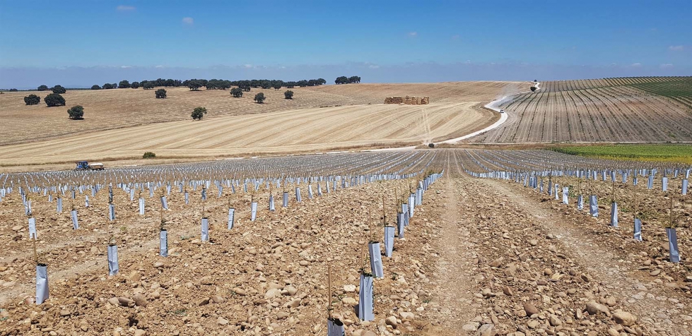 Foto 1. Ejemplo de nueva plantaci�n de almendro autoenraizado en Almudevar (Huesca)