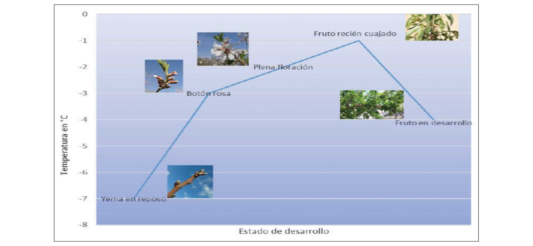 Figura 5: Sensibilidad a heladas primaverales seg�n el estado de desarrollo del almendro (Muncharaz, 2004)