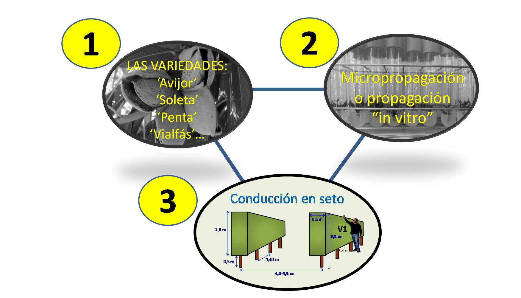 Figura 3: Tres factores que definen el modelo productivo del almendro autoenraizado para secanos frescales...