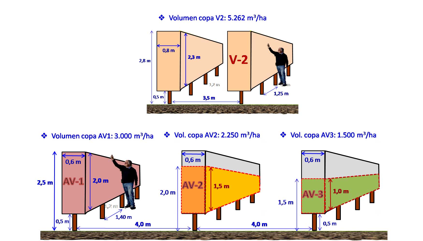Figura 4: Dimensiones del seto SHD de almendro en regad�o Versi�n-2 (V2), volumen de copa: 5.262 m3/ha (superior)...