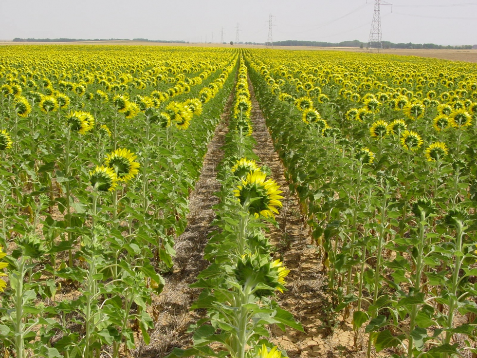 Cultivo de girasol