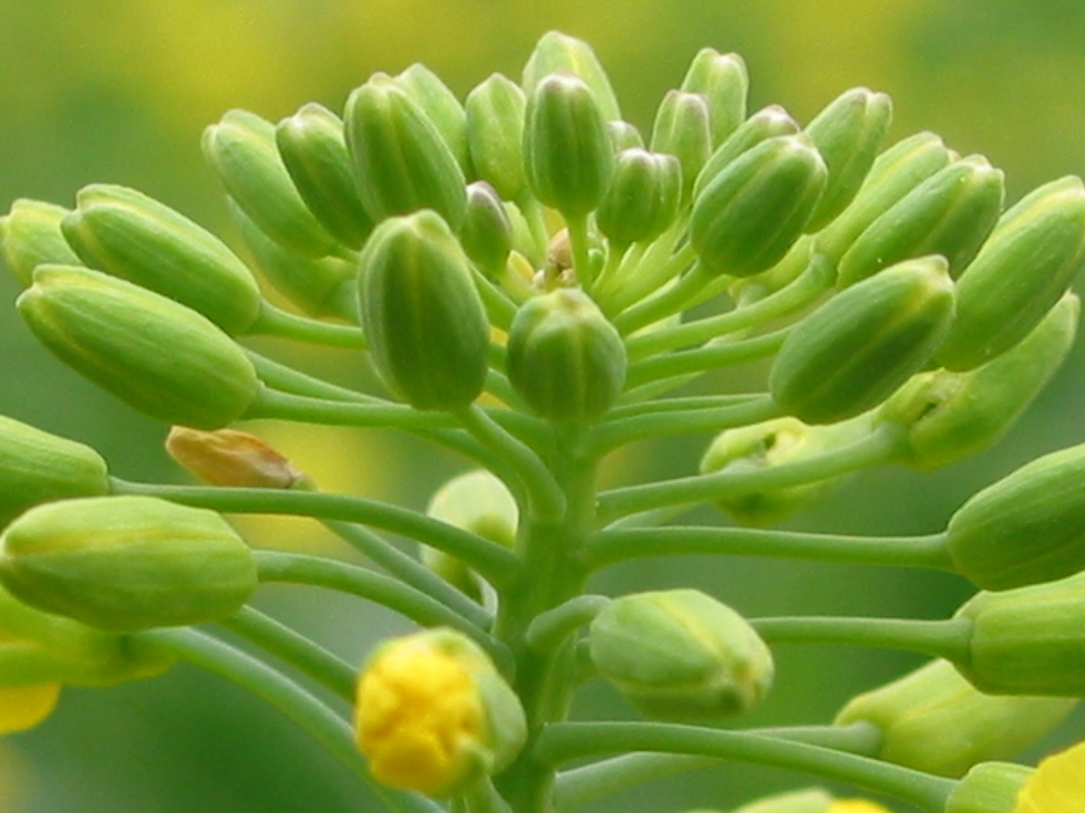 Cultivo de colza