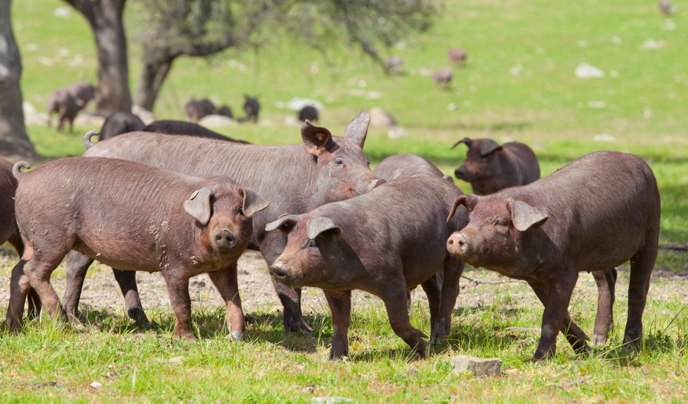 Un grupo de cerdos de raza Ibrica se alimentan en una dehesa