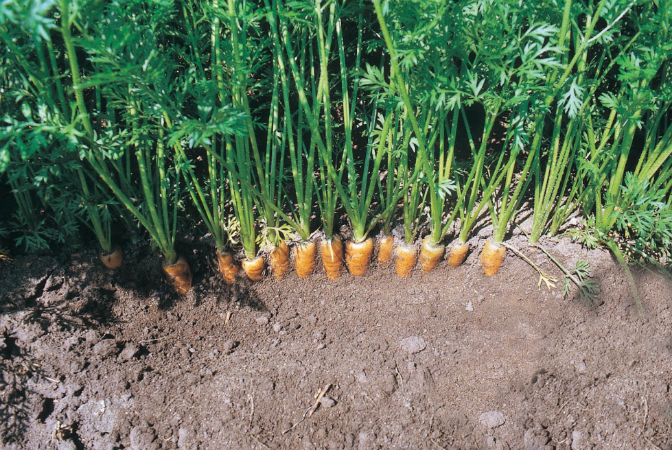 La zanahoria es uno de los cultivos hortcolas amenazados por la bacteria Candidatus liberibacter spp