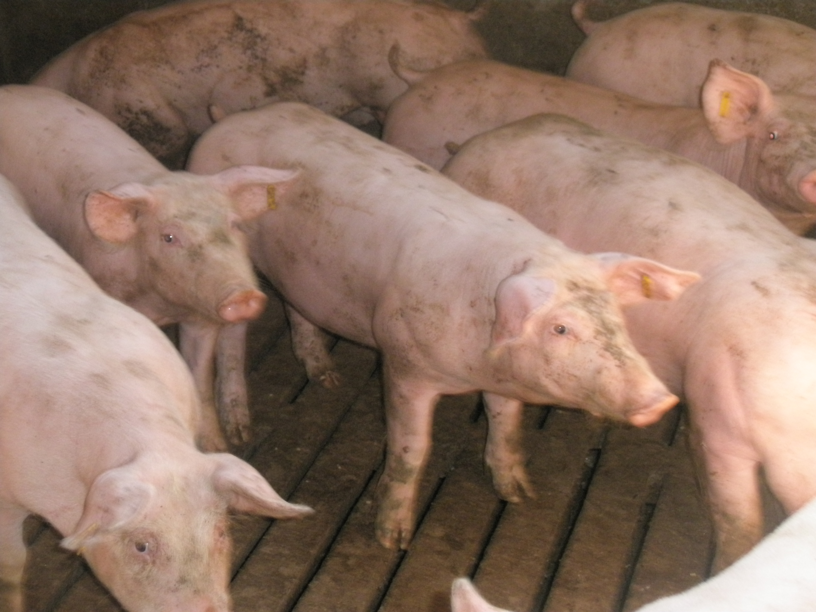 Cerdos de cebo en una granja de engorde en Segovia